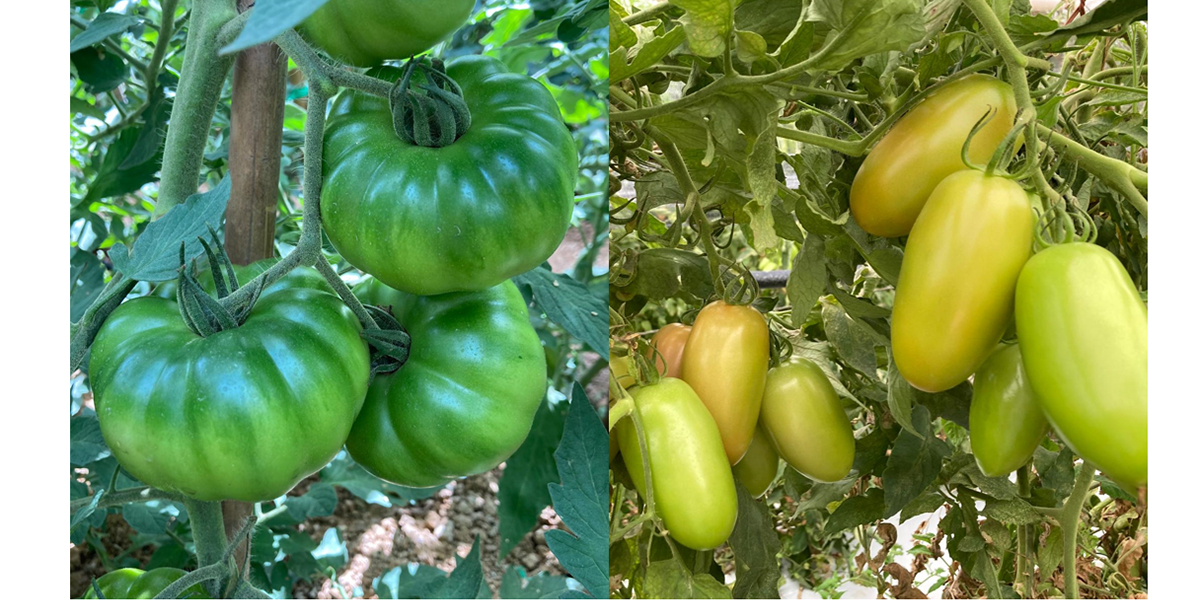 Seminis: i pomodori ZerozeroSette e Marmartinez soddisfano il Nord